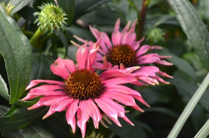 Echinacea purpurea Meadow Mama Playful