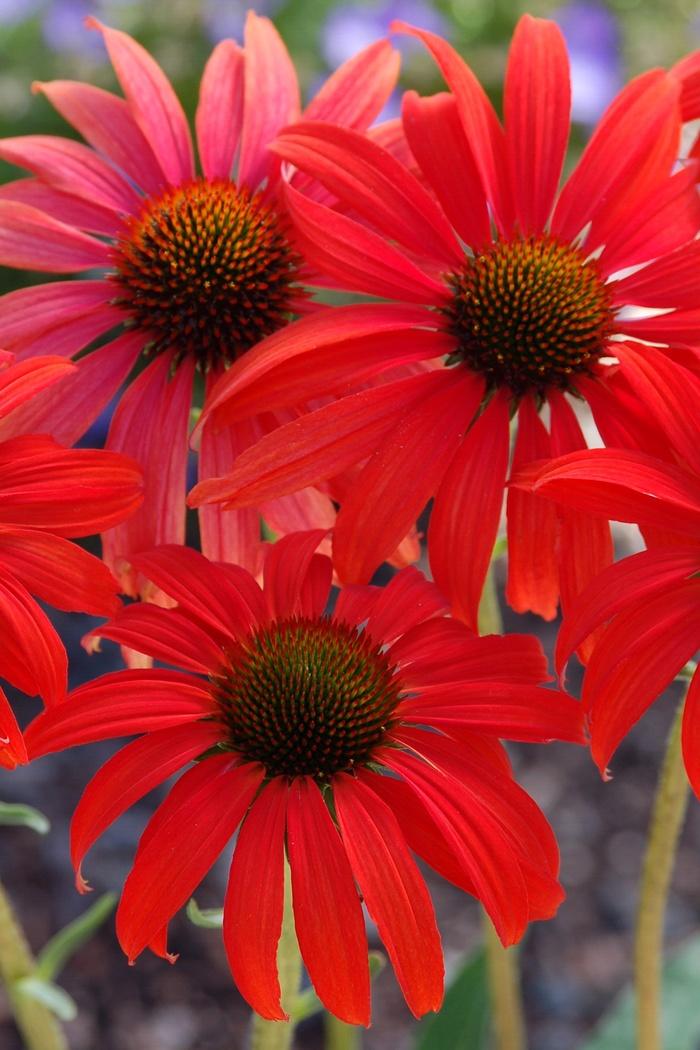 Echinacea Prairie Stars™ Tomato Soup