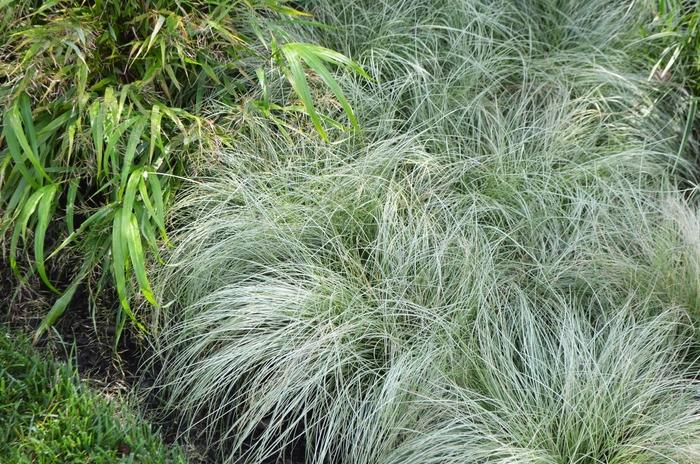 Carex comans ColorGrass® Amazon Mist