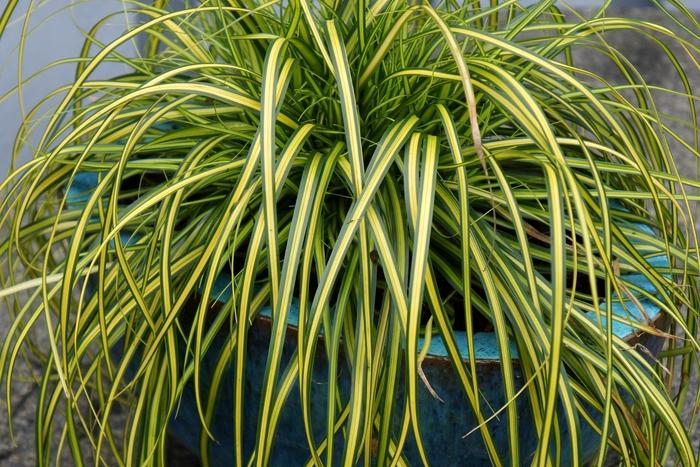 Carex oshimensis EverColor® Eversheen