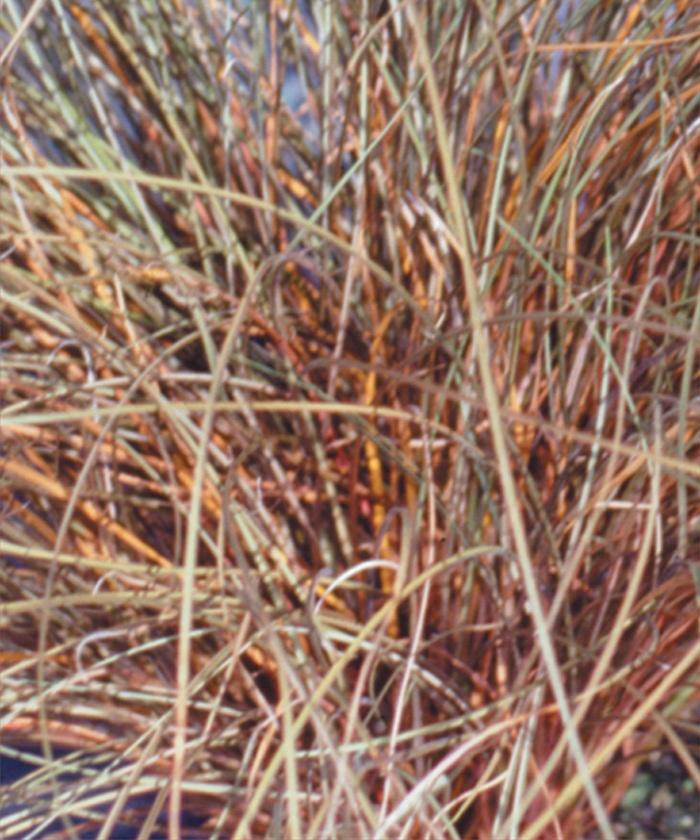Carex flagellifera Graceful Grasses® Toffee Twist
