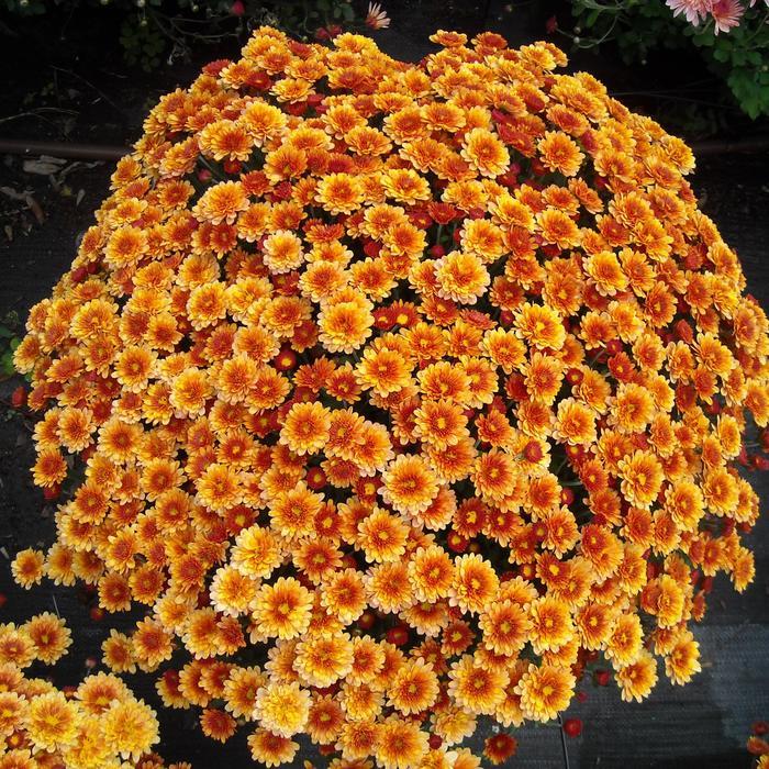 Chrysanthemum x morifolium Staviski Orange