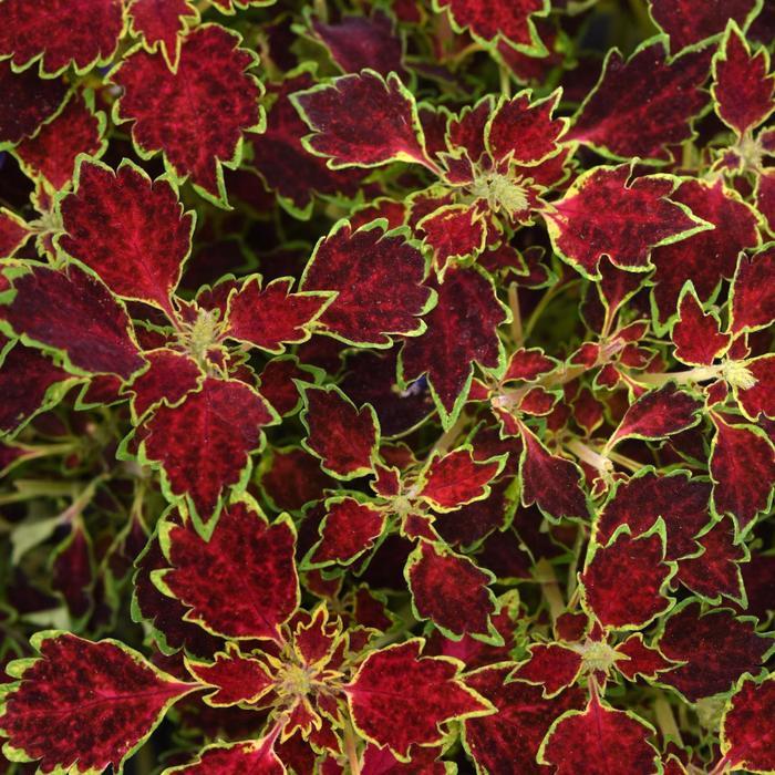 Coleus scutellarioides TrailBlazer™ Glory Road