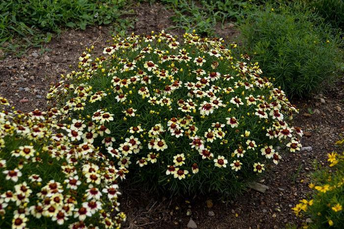 Coreopsis verticillata Sizzle & Spice® Red Hot Vanilla