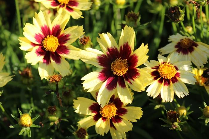 Coreopsis grandiflora Super Star