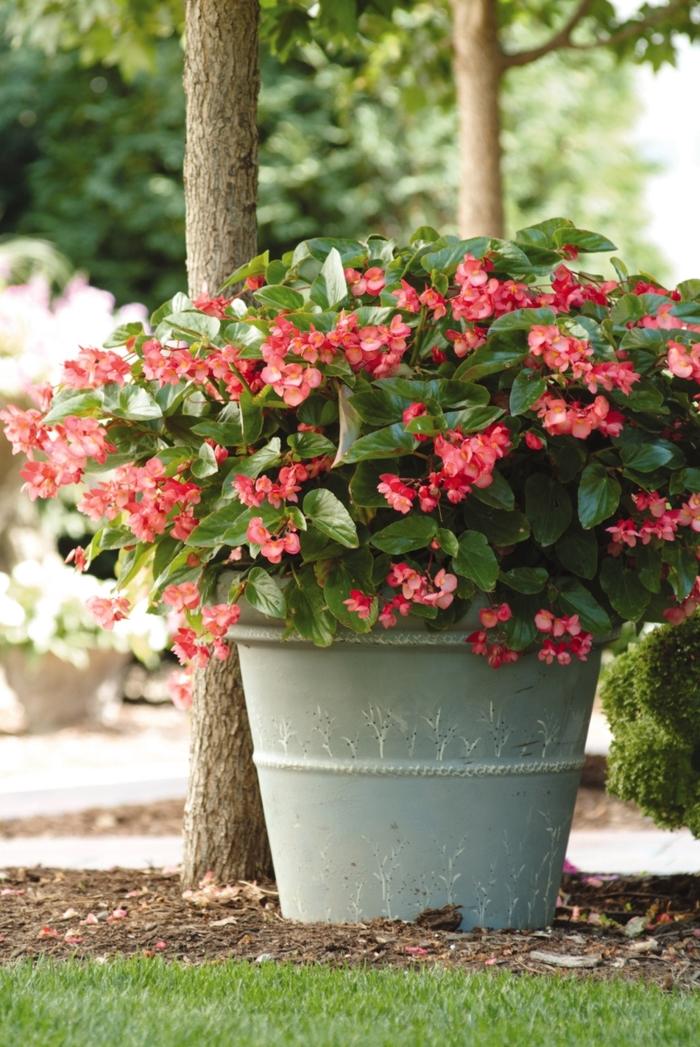 Begonia Dragon Wing® Pink
