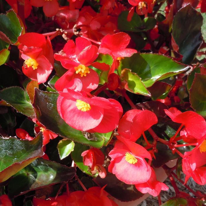 Begonia x benariensis Big™ Red Green Leaf