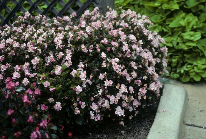 Begonia semperflorens Super Olympia Light Pink