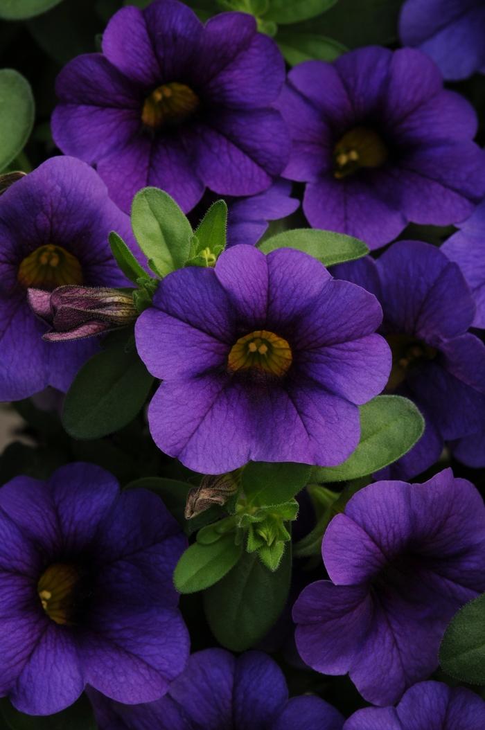 Calibrachoa MiniFamous® Compact Dark Blue