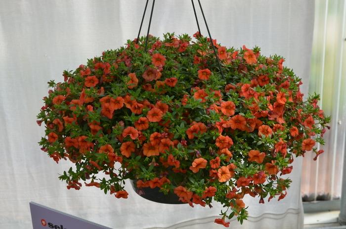 Calibrachoa MiniFamous® Compact Orange