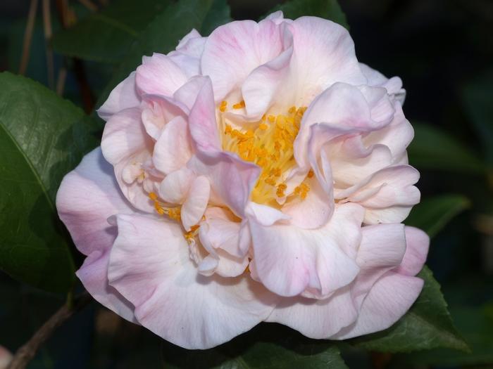 Camellia High Fragrance
