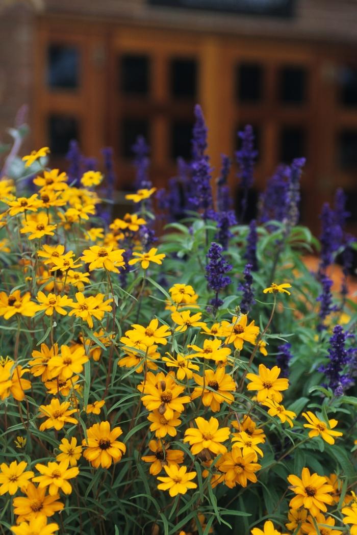 Zinnia angustifolia (linearis) Star Gold