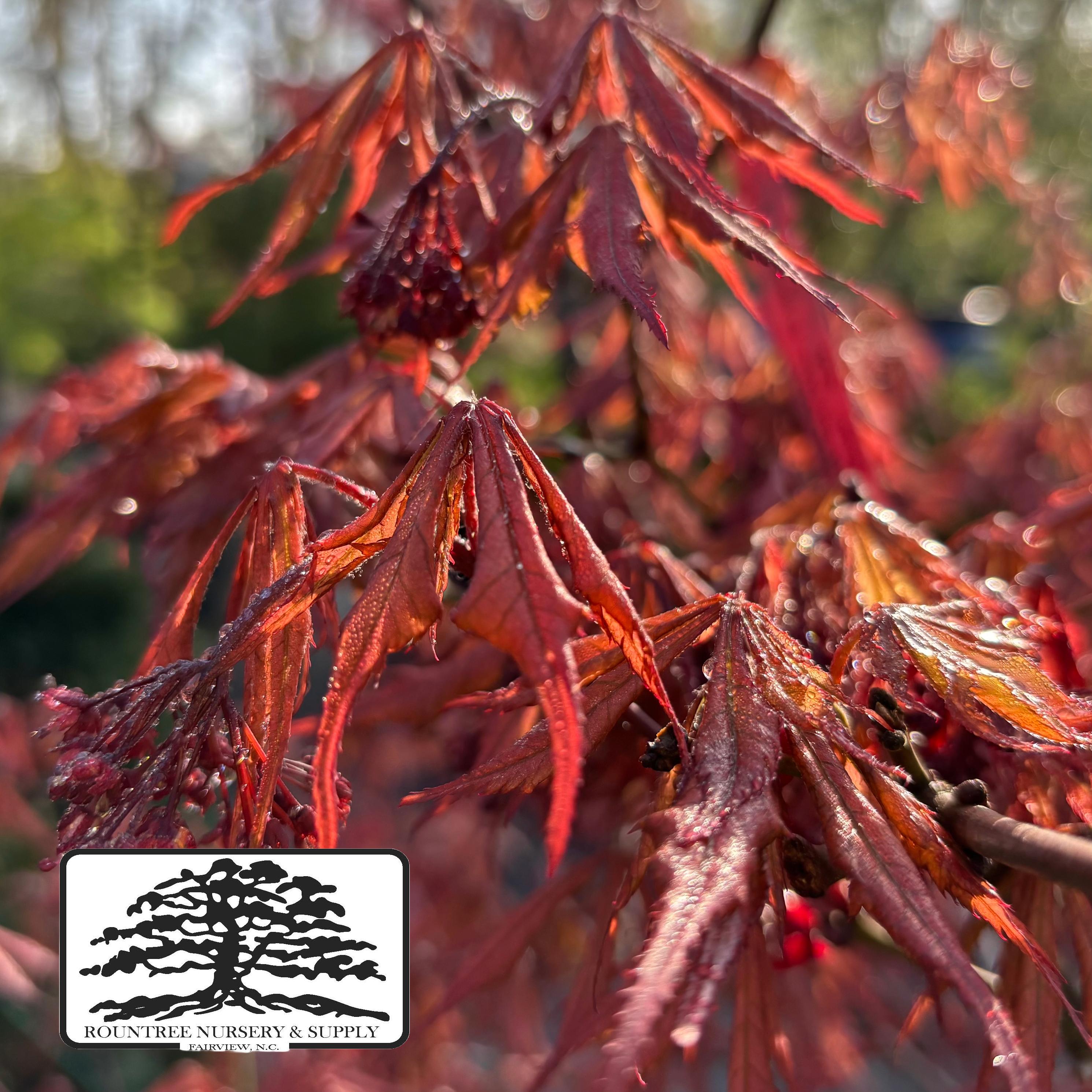 Japanese Maple 'Earthfire' - Spring Color