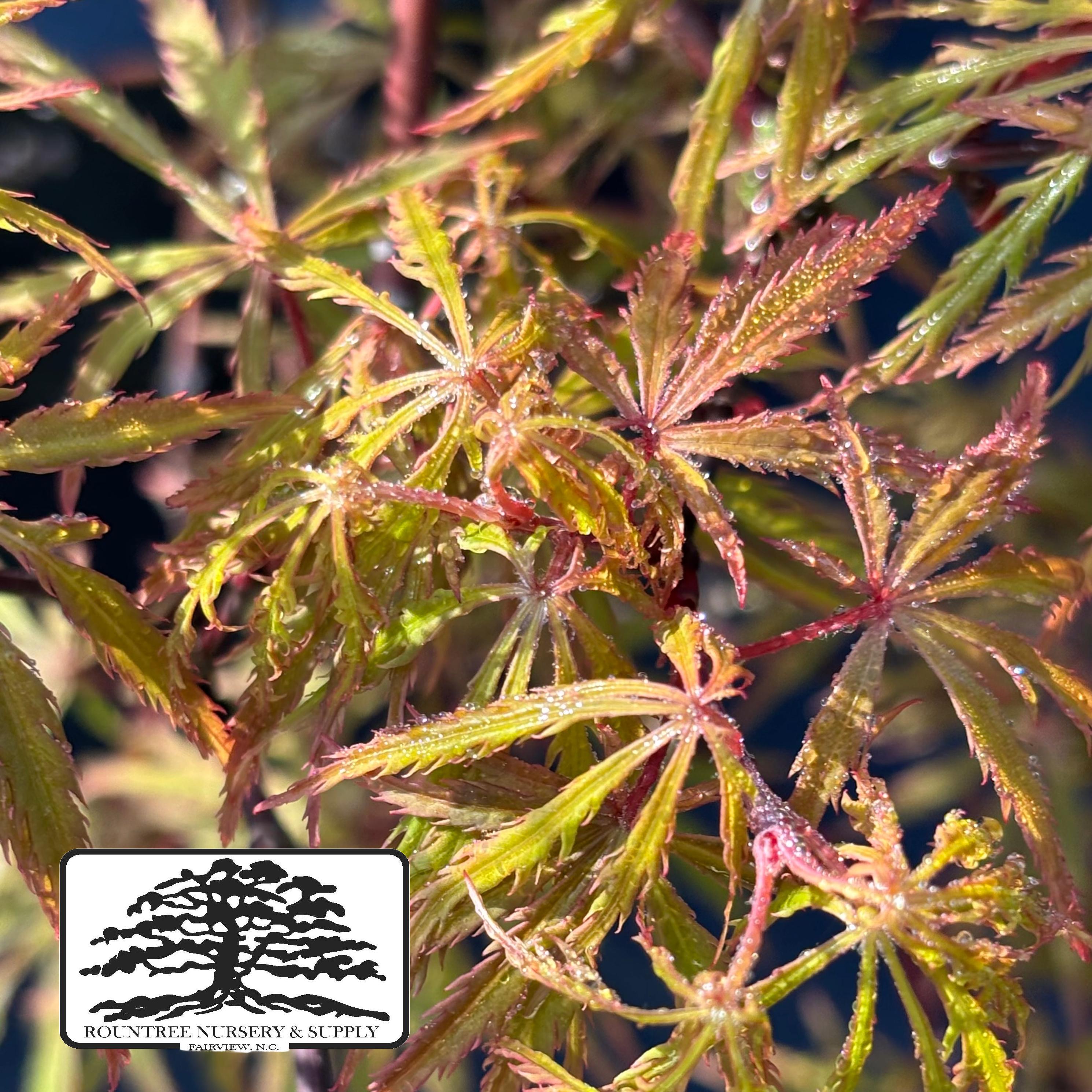 Japanese Maple 'Sunset' - Spring Color