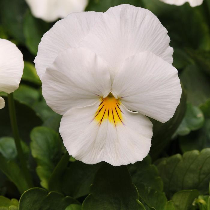 Viola x wittrockiana Cool Wave® White