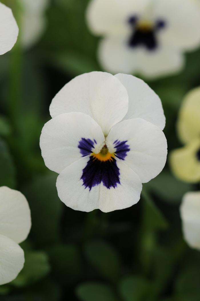 Viola cornuta Sorbet® XP White Blotch Improved