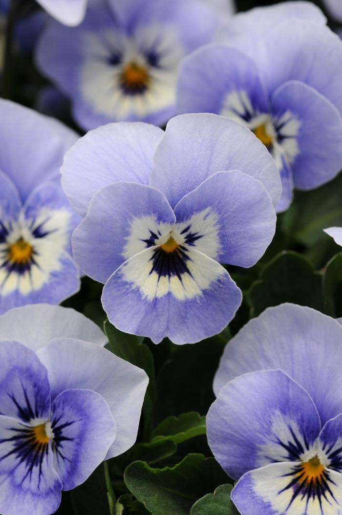 Viola cornuta Sorbet® XP Marina
