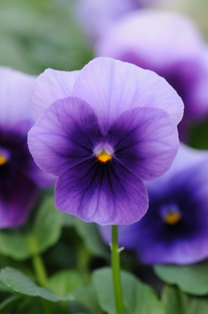 Viola cornuta Sorbet® XP Beaconsfield