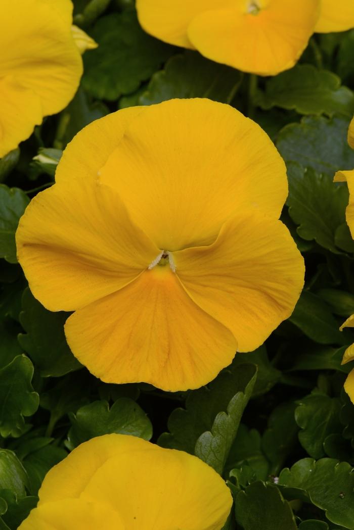 Viola x wittrockiana Matrix® Yellow Improved