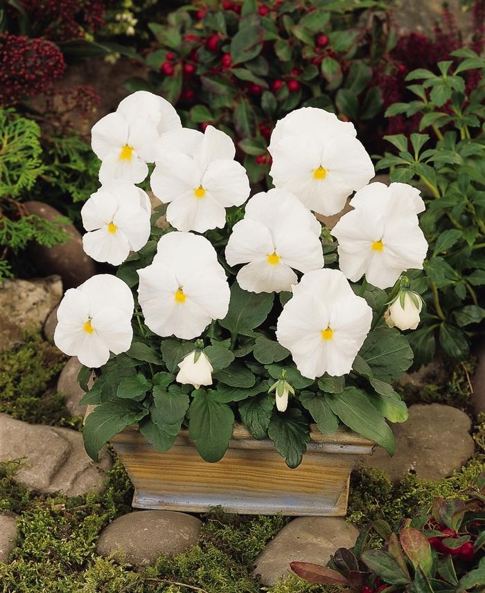 Viola x wittrockiana Matrix® White