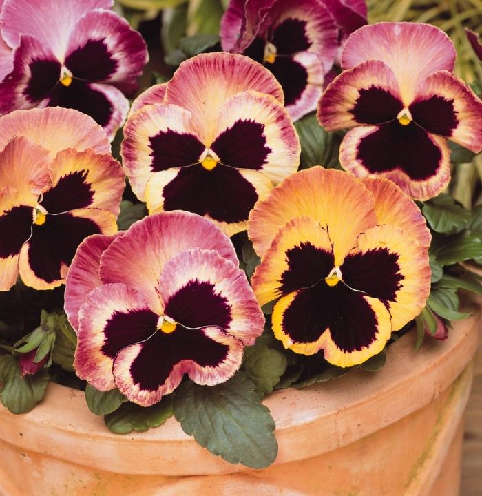 Viola x wittrockiana Matrix® Sunrise