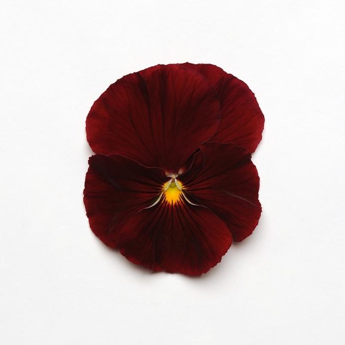 Viola x wittrockiana Matrix® Scarlet