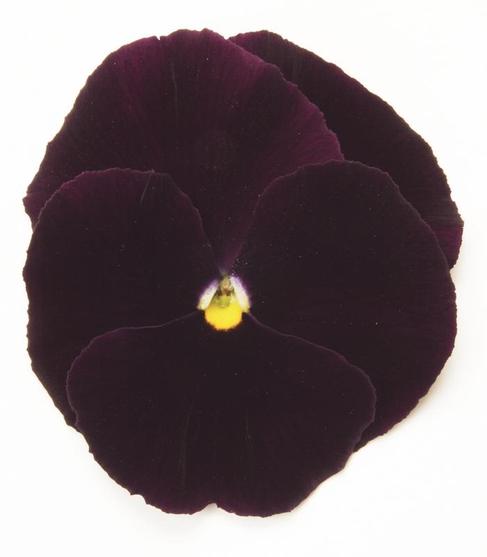 Viola x wittrockiana Matrix® Purple