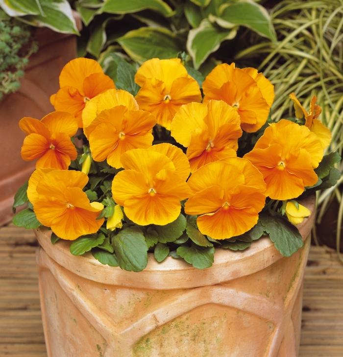 Viola x wittrockiana Matrix® Orange