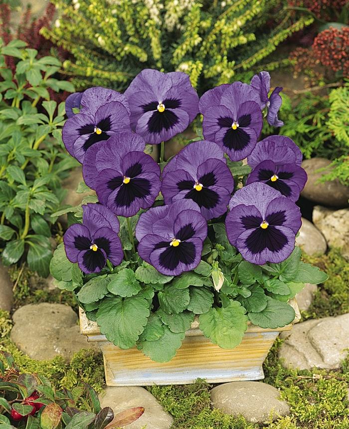 Viola x wittrockiana Matrix® Ocean