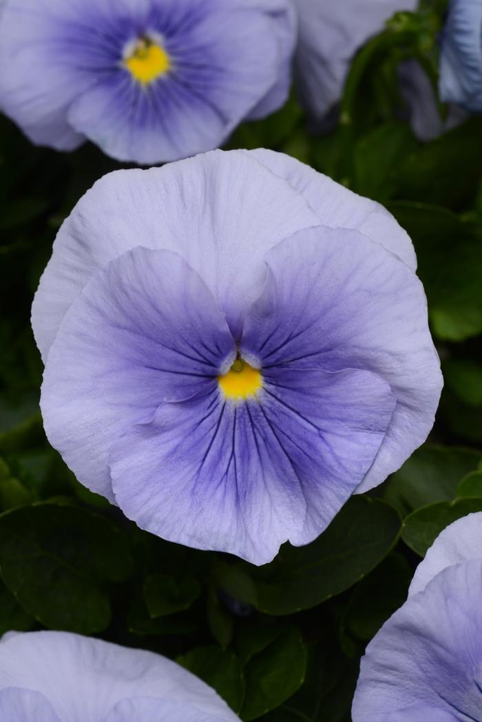 Viola x wittrockiana Matrix® Light Blue