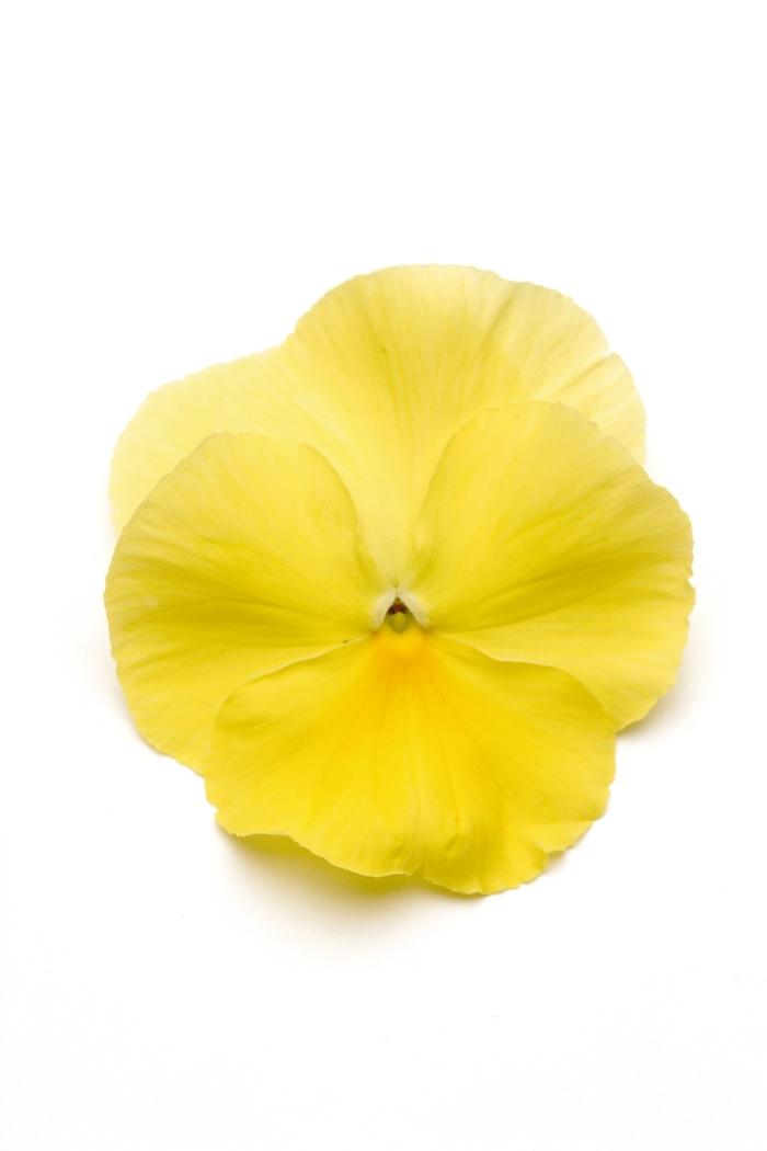 Viola x wittrockiana Matrix® Lemon