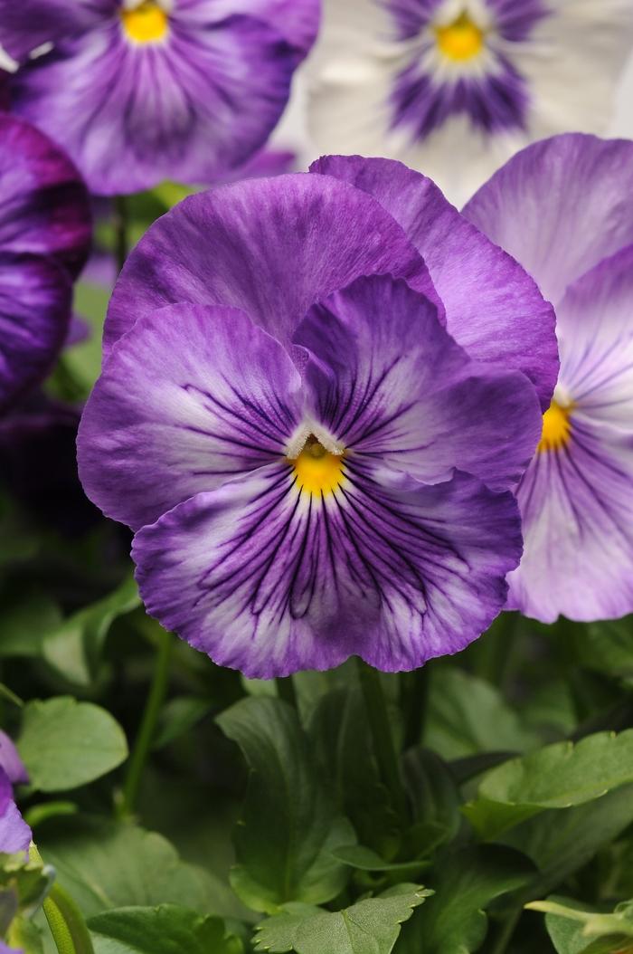 Viola x wittrockiana Matrix® Lavender Shades