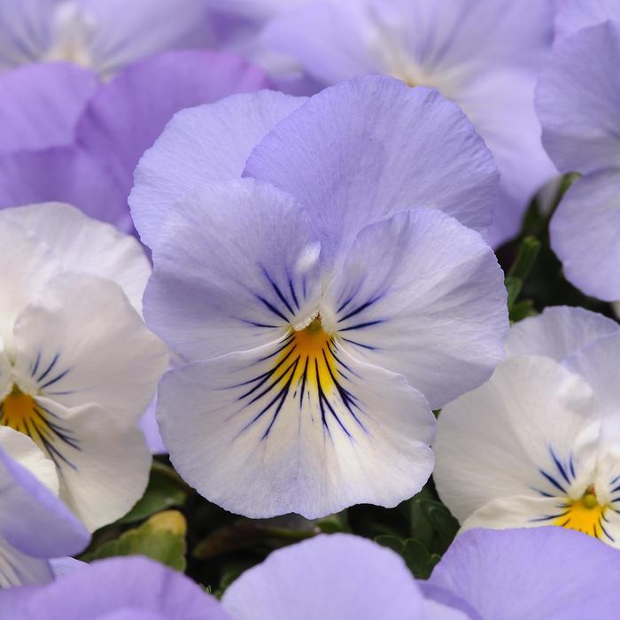 Viola x wittrockiana Cool Wave® Frost