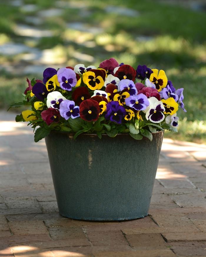 Viola x wittrockiana Matrix® Blotch Mix