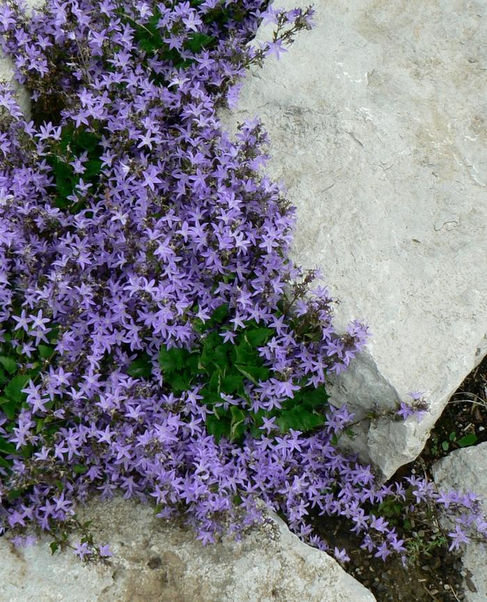 Campanula poscharskyana Blue Waterfall™