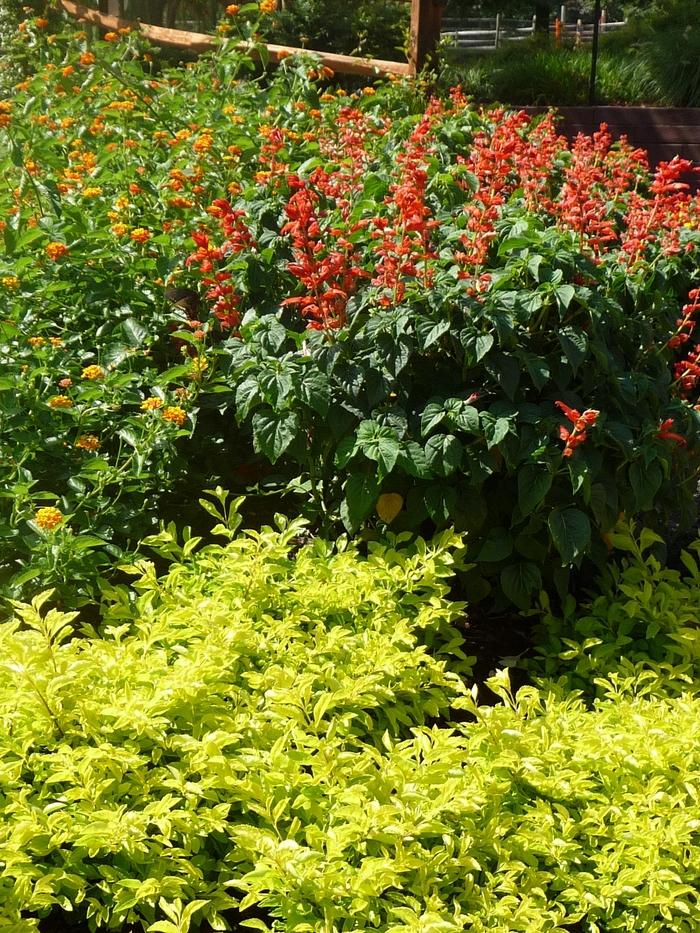 Alternanthera True Yellow