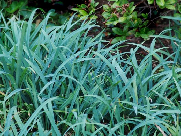 Carex laxiculmus Bunny Blue®