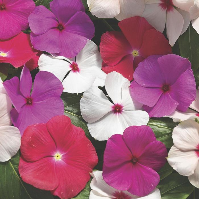 Catharanthus roseus Cora® Cascade Mix