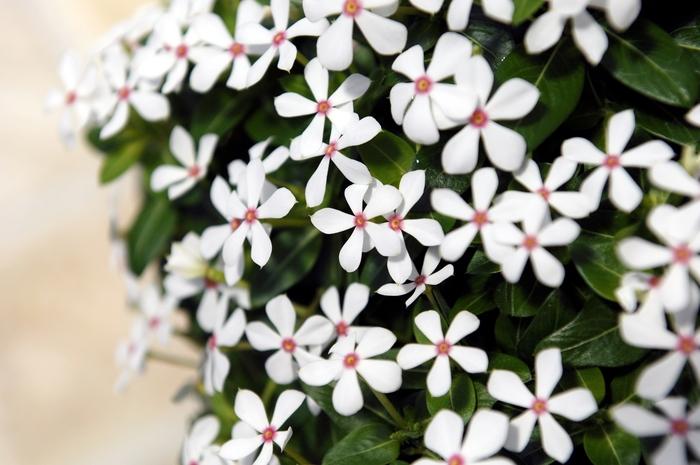 Catharanthus Soiree kawaii® White Peppermint