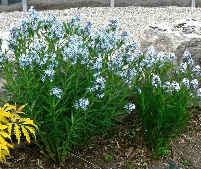 Amsonia tabernaemontana