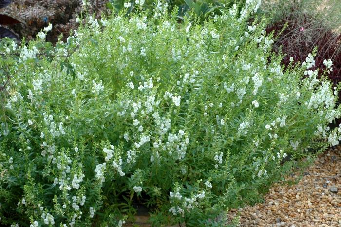 Angelonia angustifolia Angelmist™ White Improved