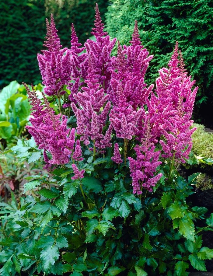 Astilbe chinensis var. taquetii Superba