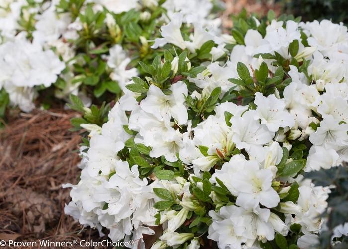Rhododendron Bloom-A-Thon® White