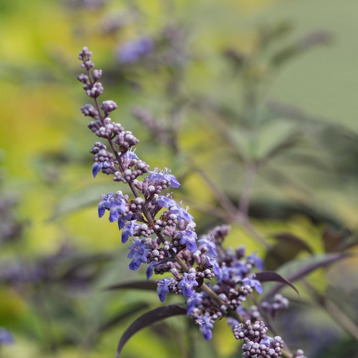 Vitex Flip Side®