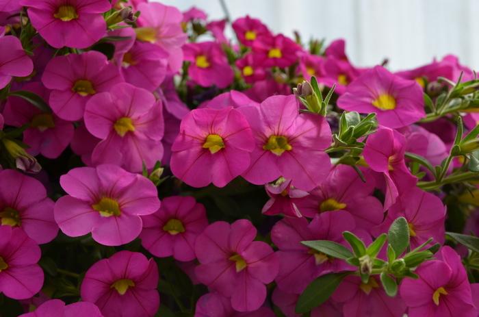 Calibrachoa MiniFamous® Pink