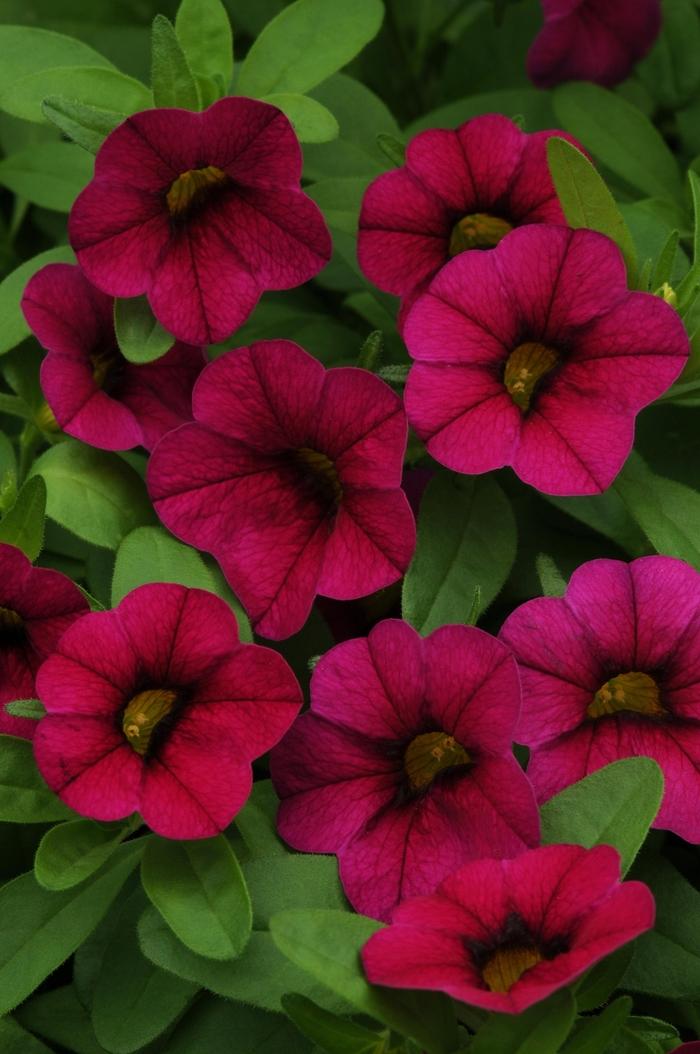 Calibrachoa MiniFamous® Compact Purple