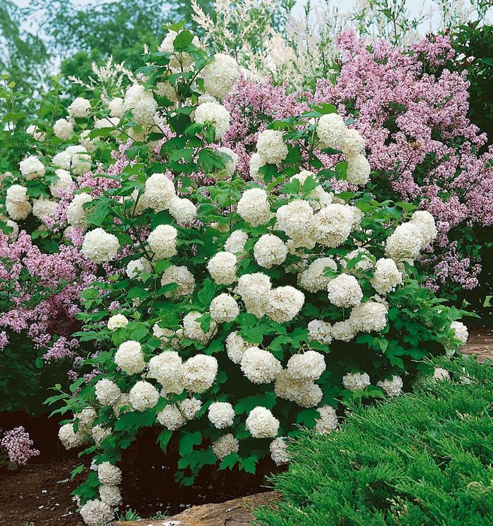 Viburnum macrocephalum
