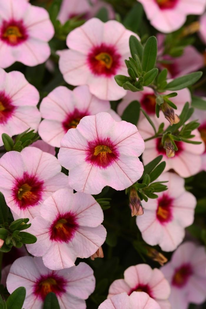 Calibrachoa MiniFamous® Neo Salmon Pink+Eye