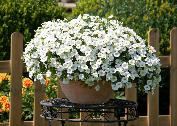 Calibrachoa MiniFamous® Neo White