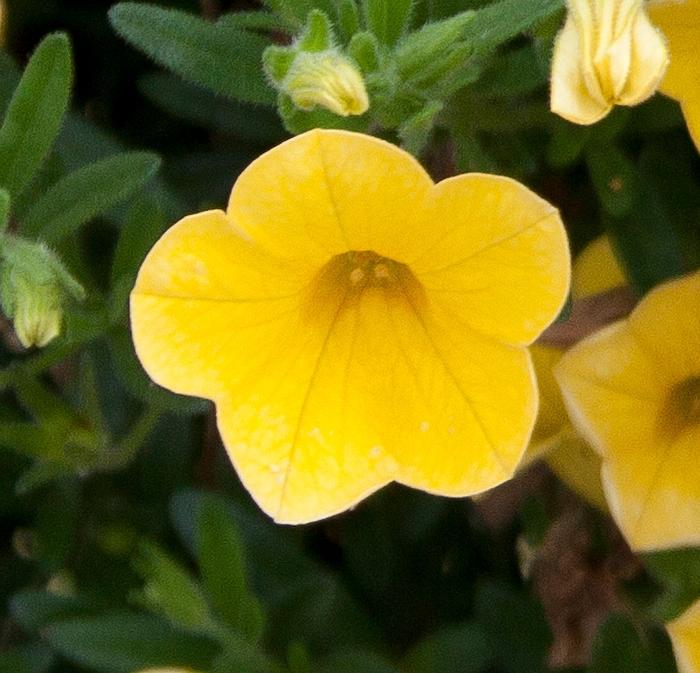 Calibrachoa MiniFamous® Pure Yellow